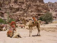 Kamele in Petra