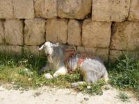 Ziege in Jerash