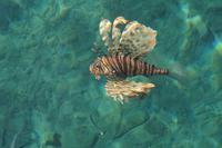 Fisch im Roten Meer (Fotografin: Evelyn Gradt)