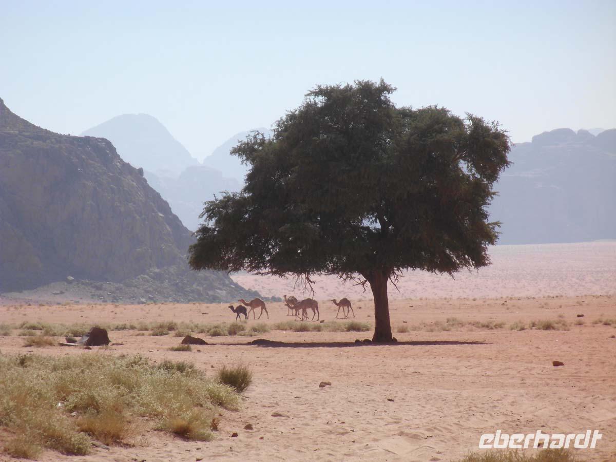 Kamele im Wadi Rum