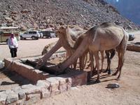 Auch Kamele müssen mal trinken, mitunter 120 Liter!!!