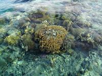 Korallen vor Aqaba