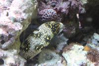 Aquarium Amman