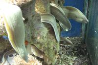 Aquarium in Akaba