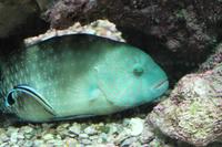 Aquarium in Akaba