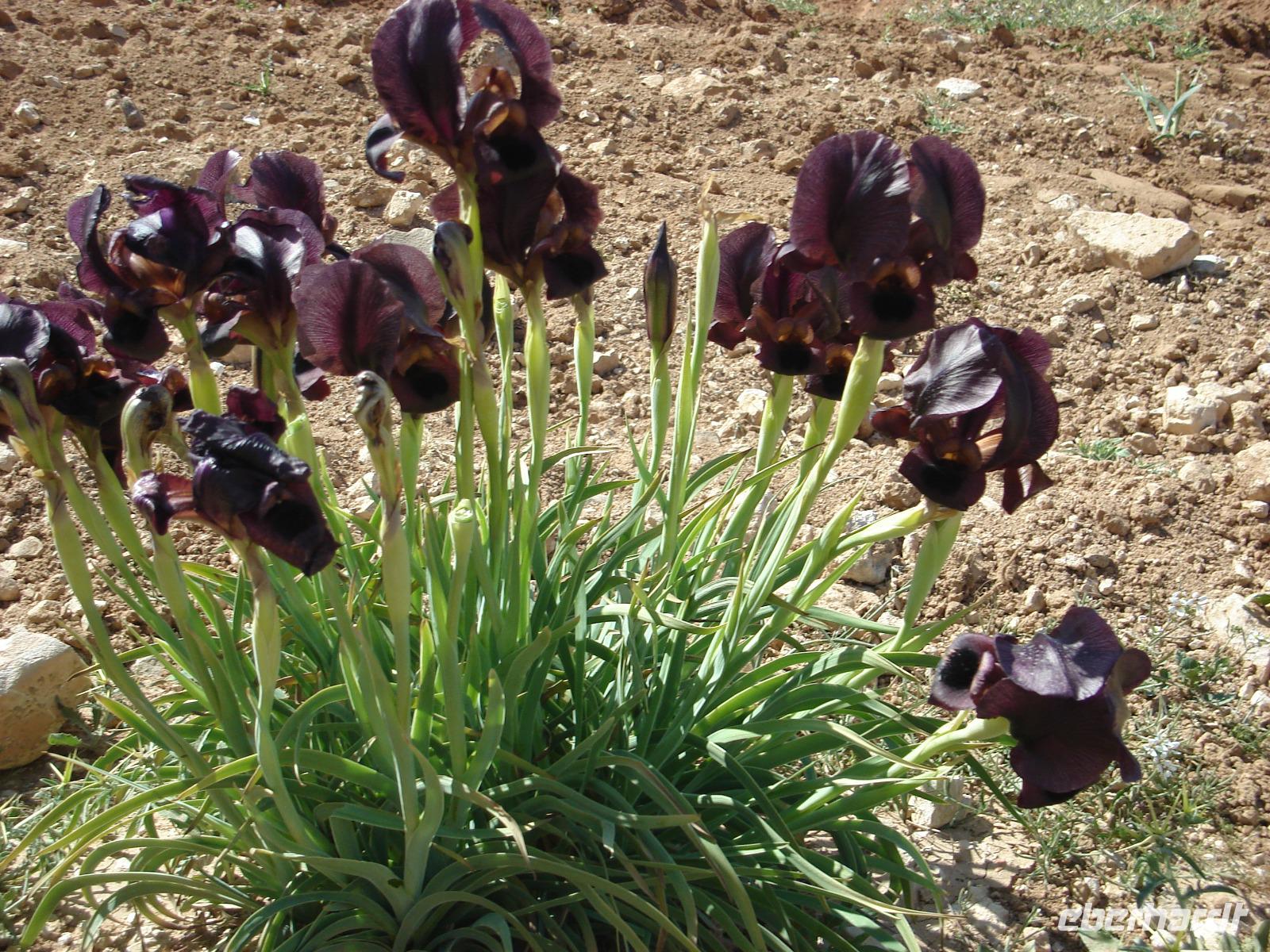 Blumen unterwegs