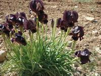 Blumen unterwegs