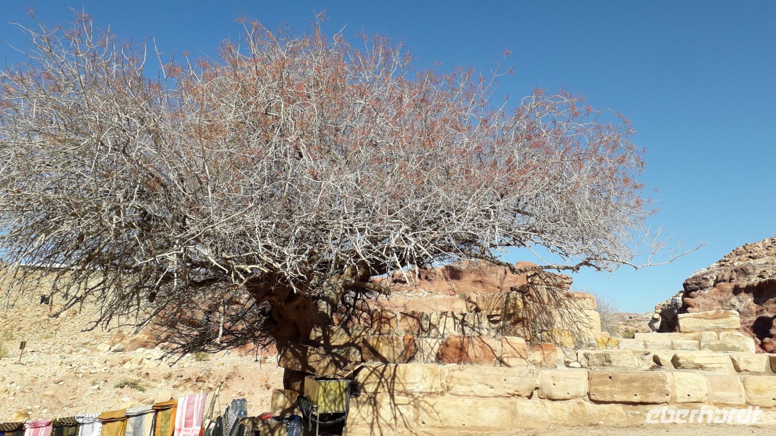 Der 750jährige Pistazienbaum in Petra