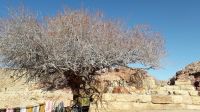 Der 750jährige Pistazienbaum in Petra