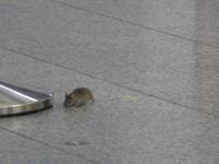 Die Flughafenmaus