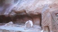 Ein Kamel und der Karawanenführer in Stein gemeißelt in Petra