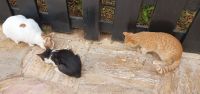 Frühstück für die Katzen