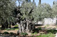 Garten Gethsemane mit den alten Olivenbäumen