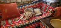 Haushund im 7 Wonders....
