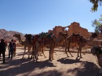 Jordanien Petra