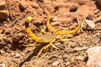 Jordanien, Dana Naturreservat, gelber, hochgiftiger Skorpion