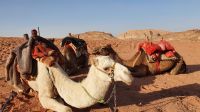 Jordanien, Kamele