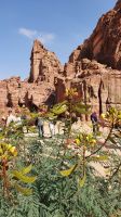 Jordanien, Petra, Akazien
