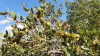 Jordanien, Steineichen im Naturreservat Ajloun