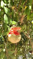 Jordanien, reifer Granatapfel