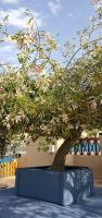 Kabok Baum in der Hotelanlage