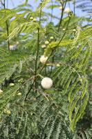 Mimosenbaum