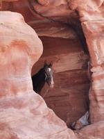Petra 