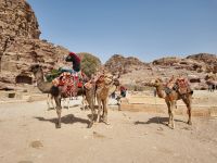 Petra 