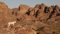 Petra