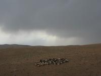 Regen in der Wüste