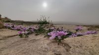 Rundreise Jordanien - Kreuzritterfestung Kerak