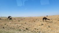 Rundreise Jordanien