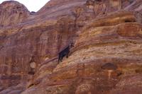 Unterwegs in petra