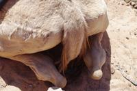 Wadi Rum