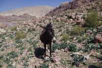 Wanderung In Petra