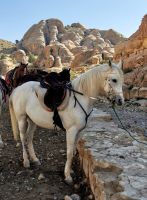 Weißes Mietpferd in Petra für die, die nicht mehr laufen können