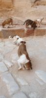 hungrige Hundefamilie