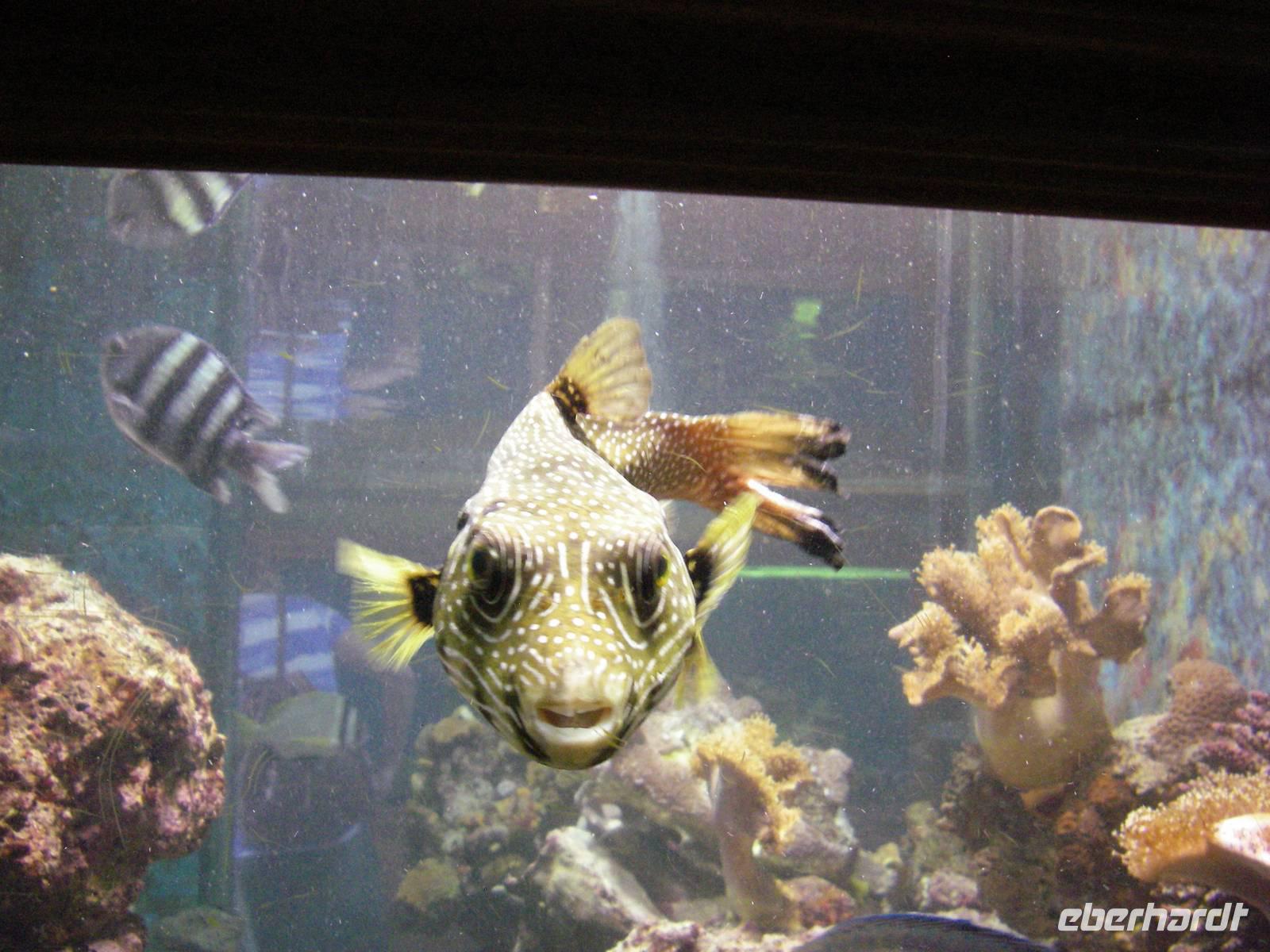 im Aquarium