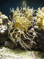 im Aquarium
