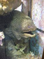 im Aquarium