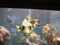 im Aquarium