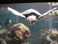 im Aquarium