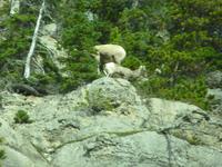 0035 Wilde Tiere
