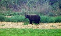 0083-1 Grizzly-Mama