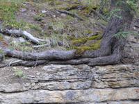 Richtungsänderung des Baumes am Fels