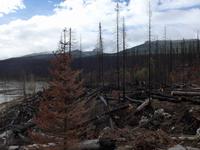 Brandschäden im Nationalpark