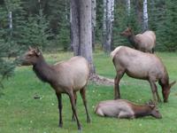 Rehkühe in der Becker's Chalets - Anlage