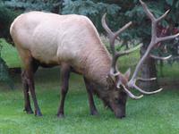 Hirsch in der Becker's Chalets-Anlage