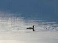 Ente am Pyramid Lake
