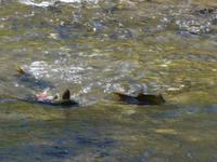 Lachse beim Weg zu den Laichgründen - Hat Creek 